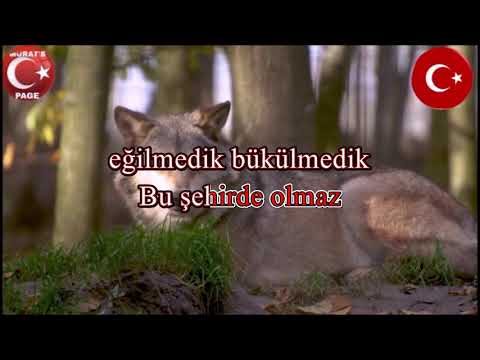 YALNIZ KURT *Ahmet ŞAFAK*